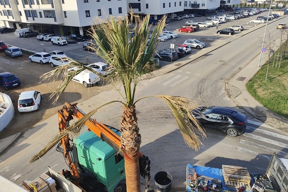 U pulskom kvartu postavljena palma visoka kao zgrada