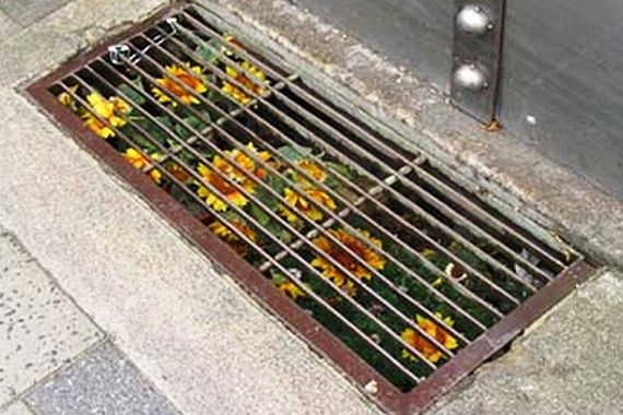 Guerilla gardening u Pazinu: Ilegalno vrtlarenje na zapuštenoj i neobrađenoj zemlji