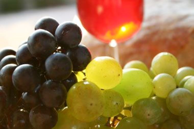 Središnji događaj Fešte mladega vina je izložba i degustacija mladog vina