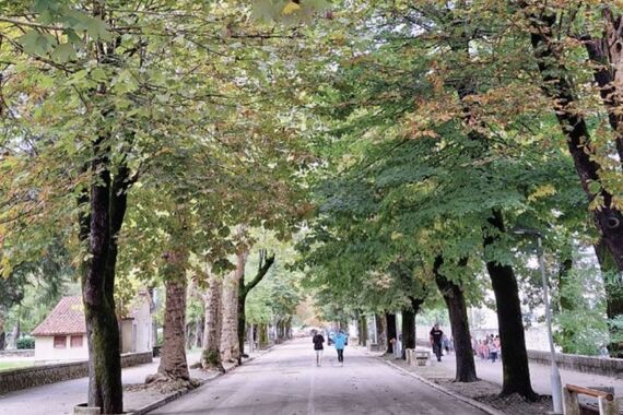 Pazin kreće u prvu veliku sadnju stabala nakon 30 godina – poznate su lokacije i vrste