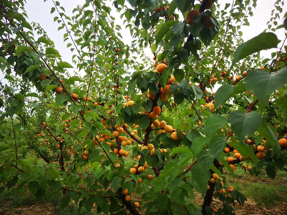 Foto: OPG Fabijančić