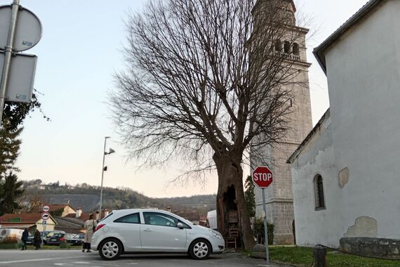 Šuplje stablo kraj zvonika krije originalnu poruku za one koji su štufi svega