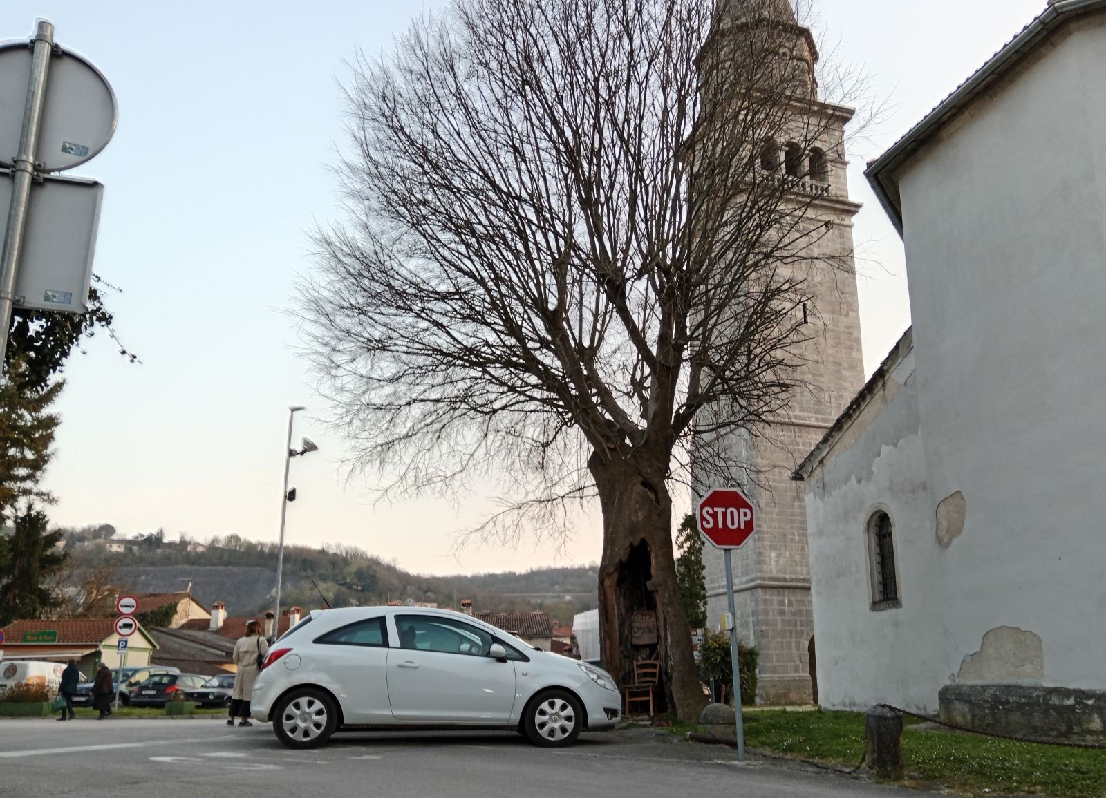 Stablo kraj zvonika crkve sv. Nikole u Pazinu (Foto: Igor Radić) 