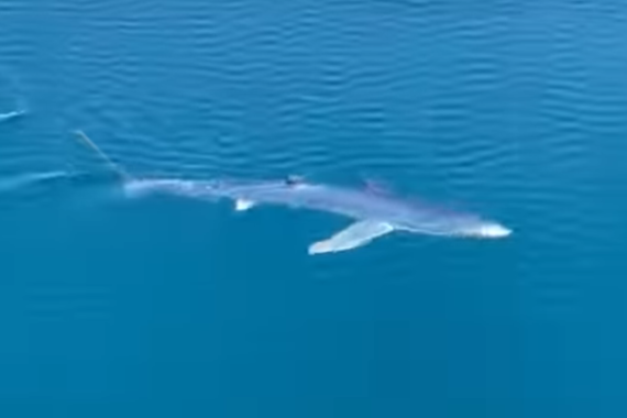 Pogledate što je snimljeno ovih dana nedaleko Istre. Može biti opasno i za ljude