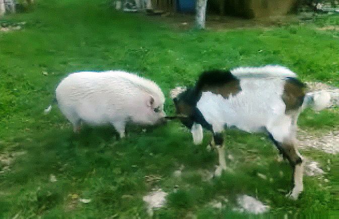 Prč i svinja sukobili su se u dvorištu u kojem zajedno žive 