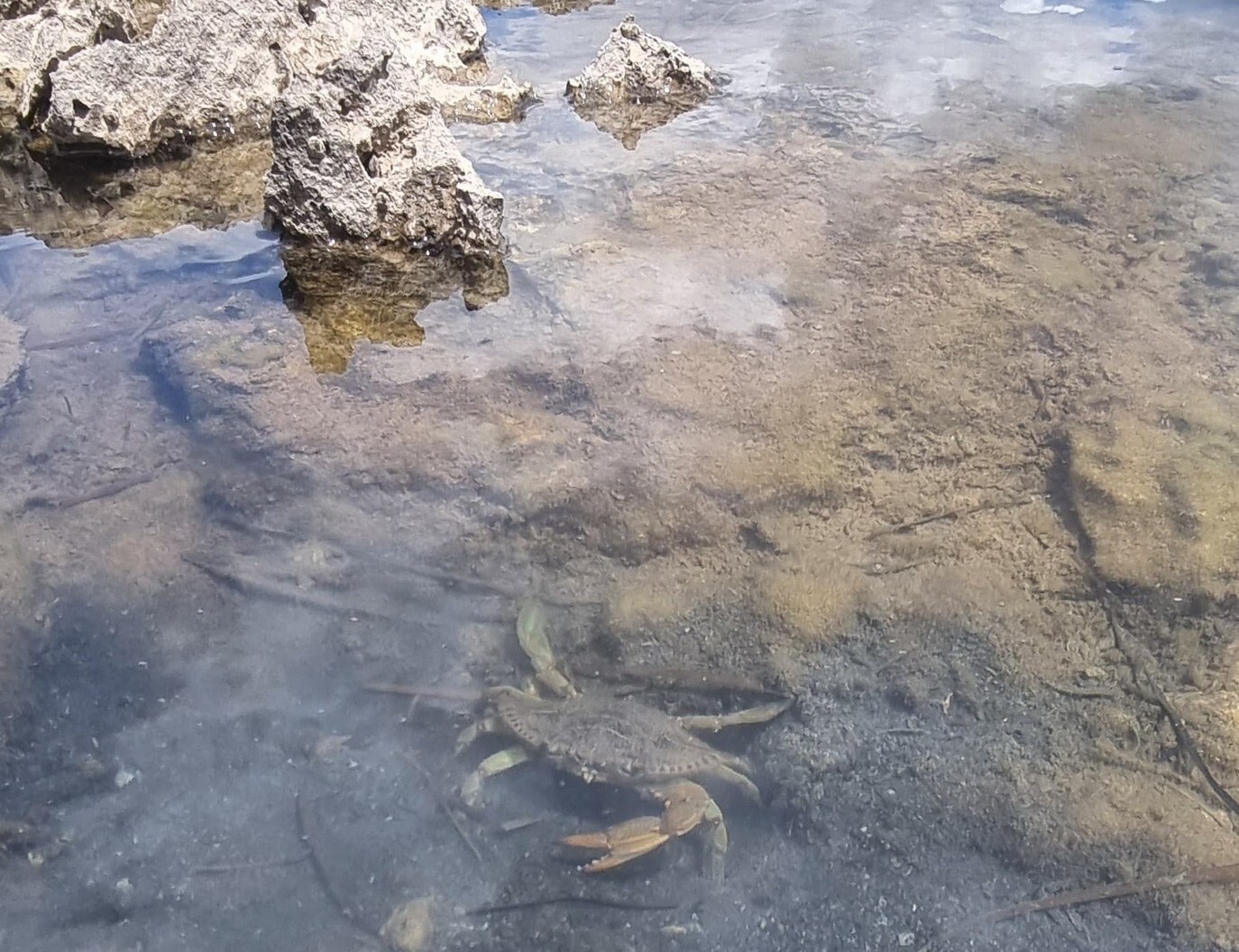 Plavi rak u uvali Šćuza (Foto: Javna ustanova Kamenjak)