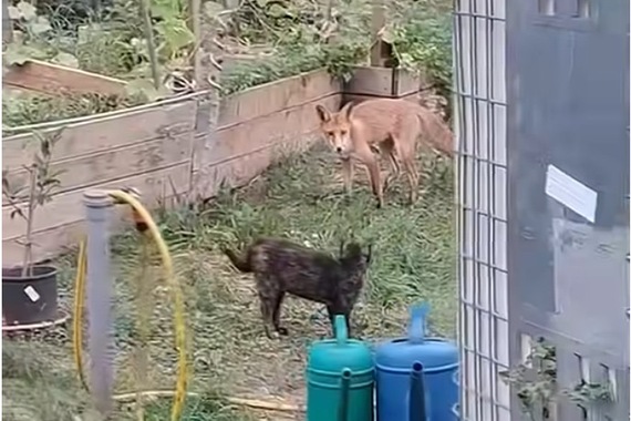 Snimka koju morate vidjeti! Lisica u dvorištu: gazdi se mota pod nogama kao mačka