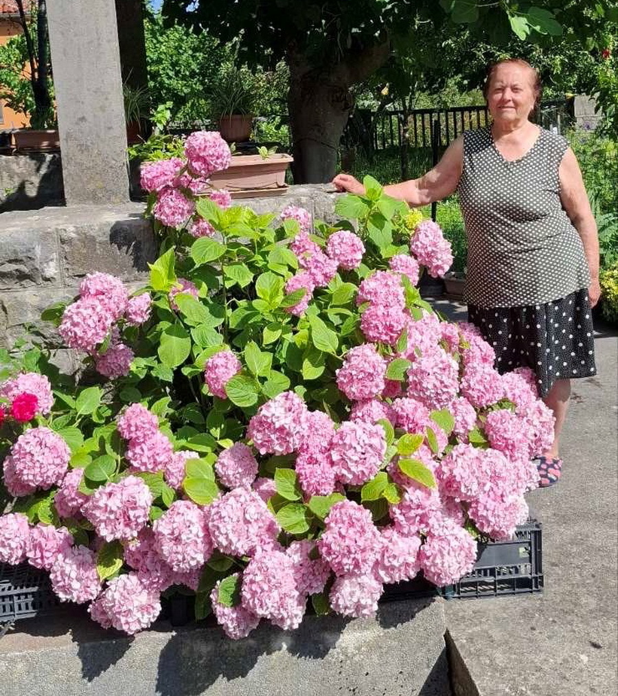 Marija Čakić pored svoje hortenzije