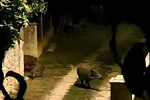 Mama, tata i dvoje djece – divlji praščići svaku noć pod njenim prozorom. Snimila ih je