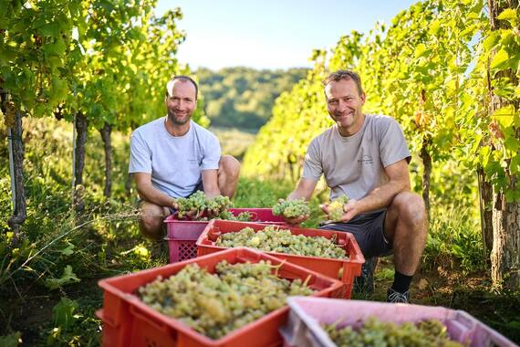 Istarski vinari kao u transu - jedva čekaju prvu kapljicu! Pogledajte kako izgleda berba
