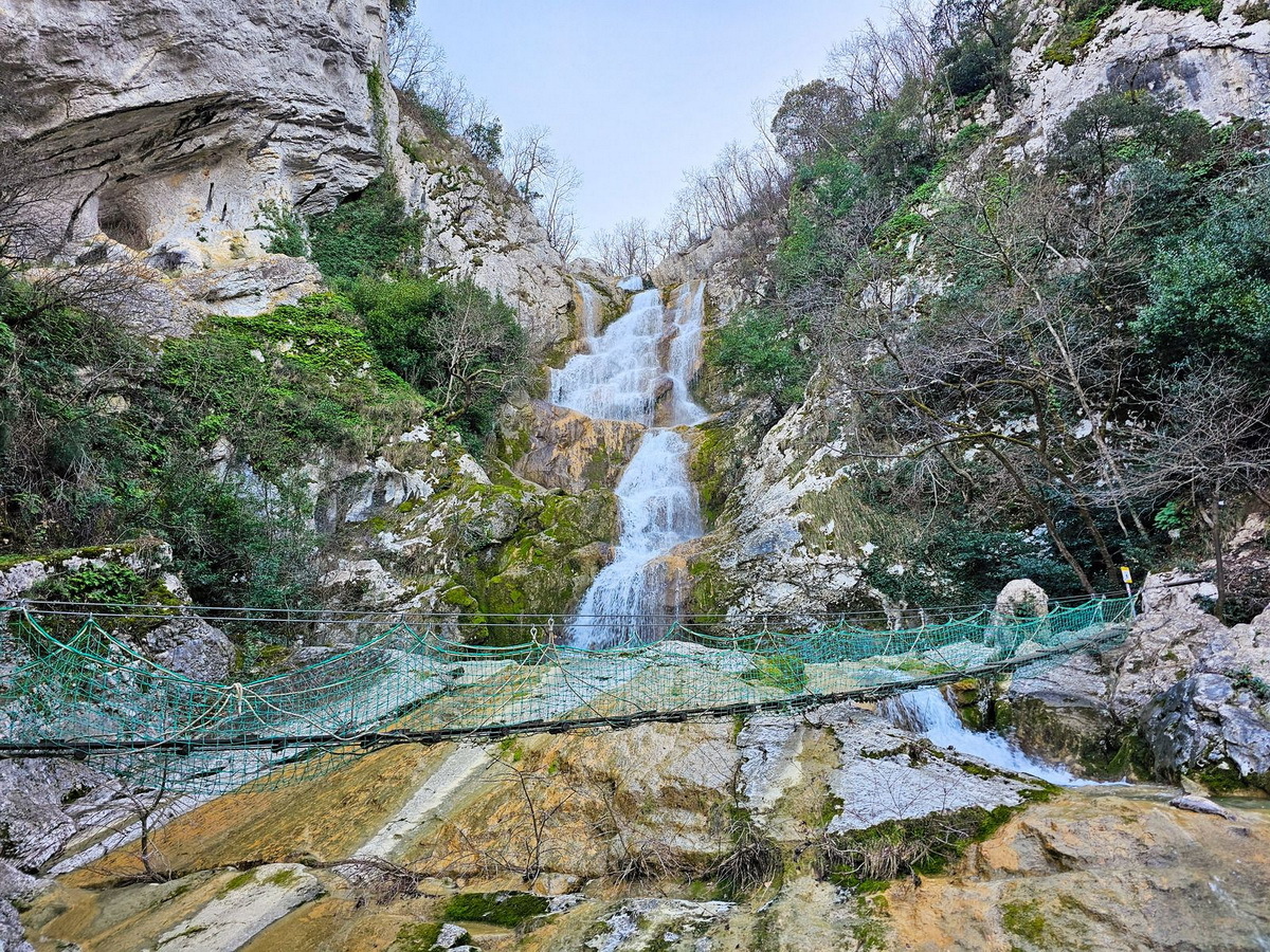 Cingarela