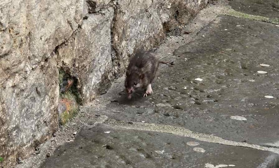 Štakor u Kandlerovoj ulici u Puli (Foto: čitateljica)
