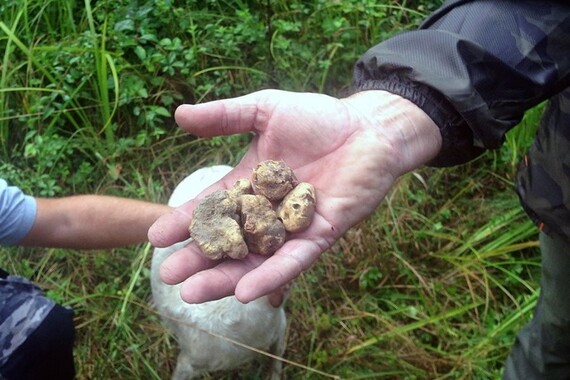 Prva klasa bijelog tartufa ove sezone vrijedi bogatstvo - tartufari otkrili cijene