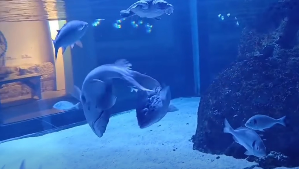 Foto: Aquarium Pula