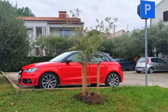Nastavlja se sa zazelenjavanjem grada: posađeno i podijeljeno više od 830 biljaka