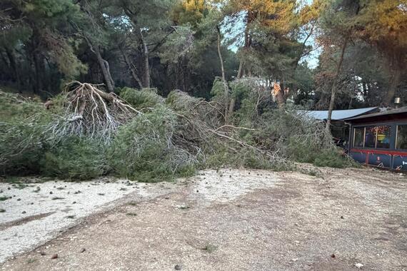Hrvatske šume pronašle rješenje za stabla na Lungomaru