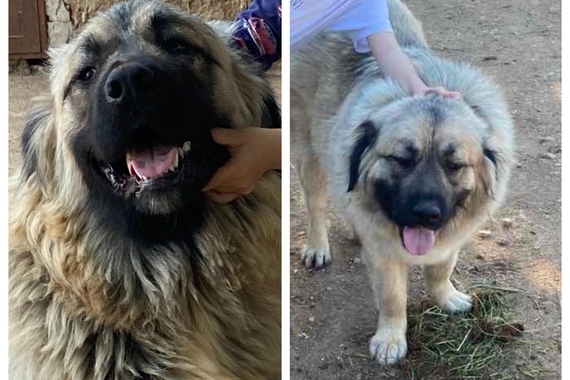 Uginula je kujica Bajka koju je upucao lovac. Evo što nam kaže potresena vlasnica