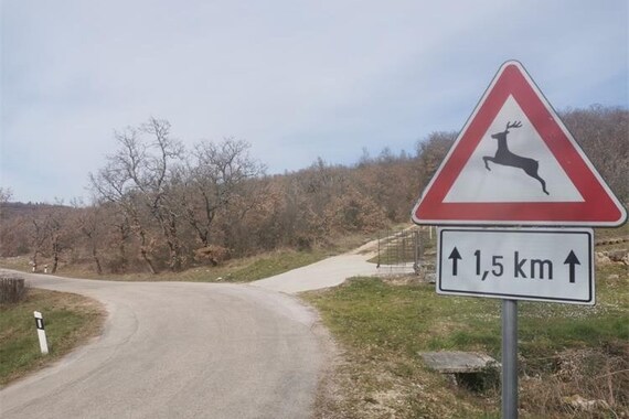 Divljači k'o u priči: zec, srna, košuta... završili pod kotačima. Kolumbijac 'pokupio' vepra