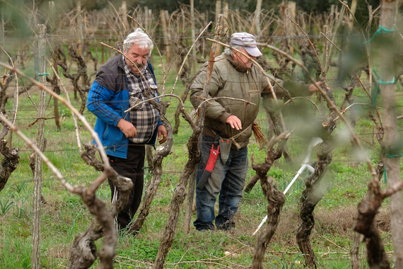 Novi vinogradi u Istri: Vinari ulažu u autohtone sorte i širenje proizvodnje