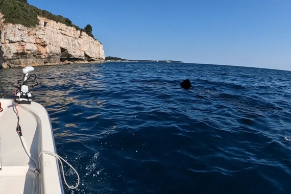 Mislio je da je delfin, a onda je shvatio: ispred Pule ga dočekao morski div od 7 metara!