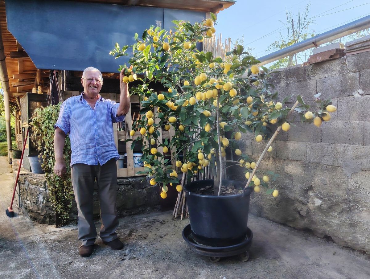 Drago Šćulac kraj stabla limuna (Foto: Igor Radić)