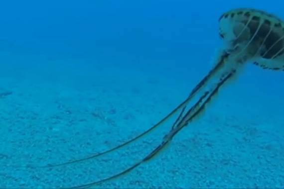 U Istri snimljena opasna meduza. Evo na što treba paziti