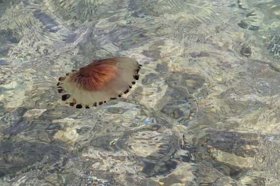 Meduze koje peku stigle na pulske plaže