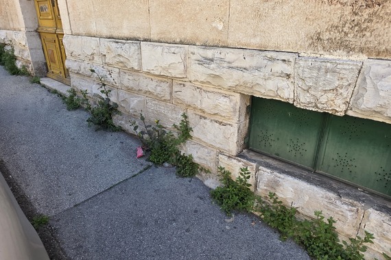Tko kaže da se u Puli ne voli zelenilo, evo raste i iz betona