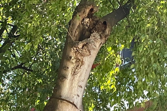 Na Giardinima će danas biti izvršeno hitno uklanjanje opasnih grana