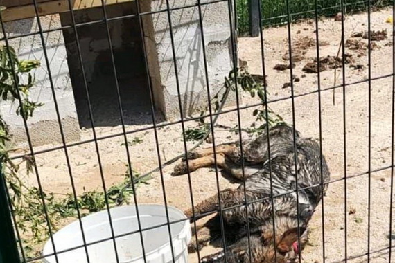 Slučaj zlostavljanja psa u Balama: Društvene mreže preplavljene uznemirujućim fotografijama