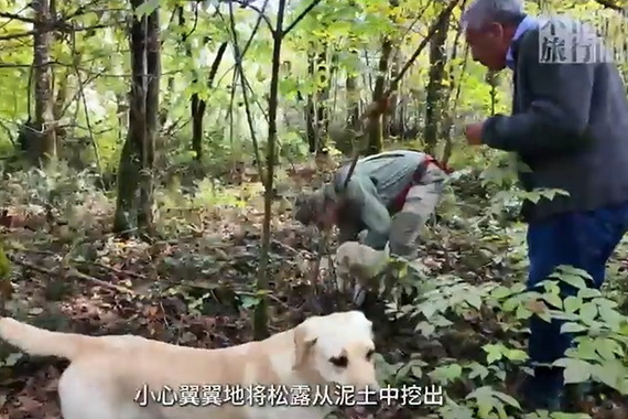 Video o istarskom lovu na tartufe prikazuje se u kineskim zrakoplovima