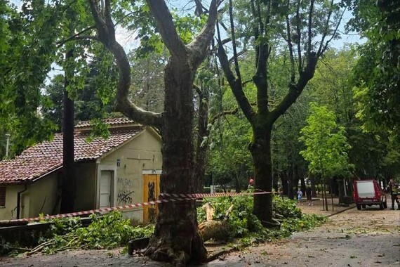 Nevrijeme pogodilo Pazin: grom zapalio stablo, srušeno drveće...