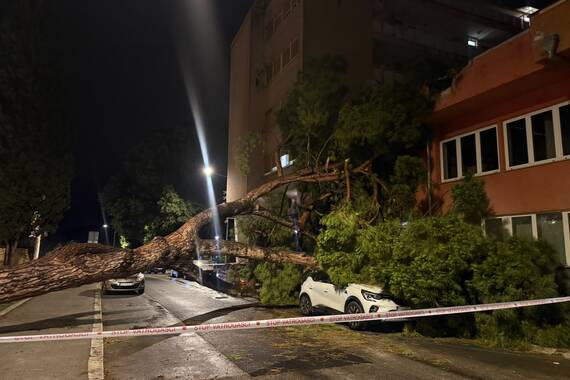 Nevrijeme zahvatilo i Pulu: golemi bor pao na automobile, pogledajte snimke
