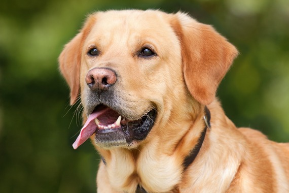 Pustio labradora u naselje bez nadzora pa izazvao 'strah i nelagodu mještana'. Opirao se i vrijeđao policiju  