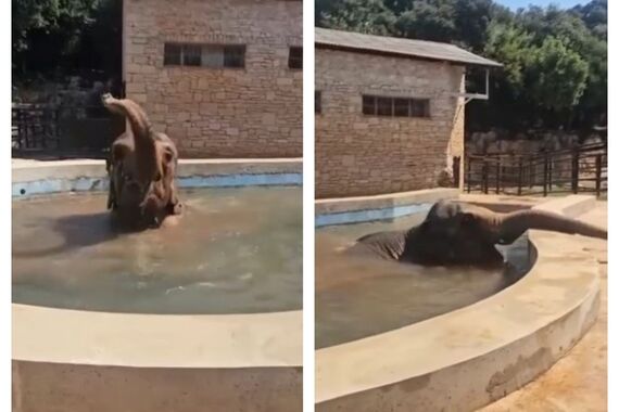 BRIJUNI Slonica Lanka najbolje zna kako uživati u vrelom ljetnom danu