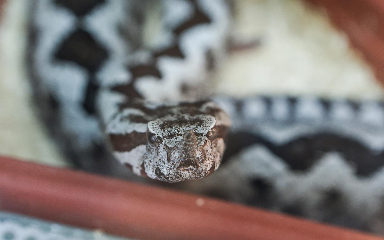Ilustracija