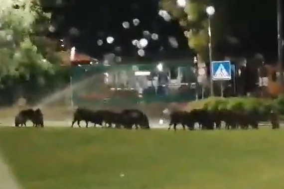 Ispalio hitac da bi otjerao svinje, ali nije računao da će ga netko prijaviti 