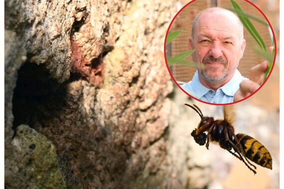 Sve više dojava o stršljenima: 'Posljedice uboda mogu biti kobne. Pripazite na ove stvari...'
