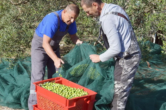 Berba pred vratima: evo kolika je realna cijena maslina 