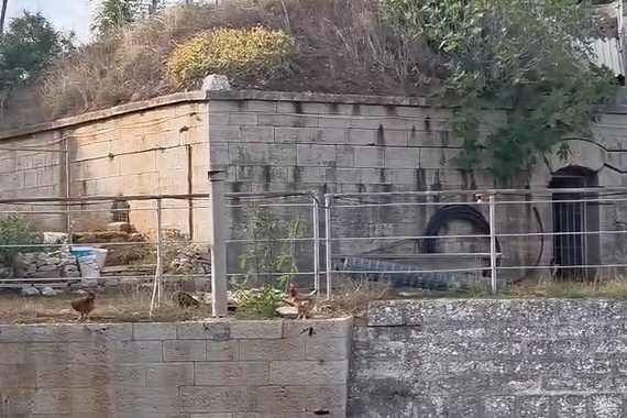 KUKURIIIKUUU Punta Christom odzvanja zov pijevca, a koke se rastrčale i uznemirile čitatelja. I ponekog turista