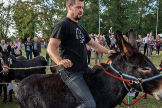 U nedjelju u Juršićima županijska, ali i državna Smotra istarskega tovara! Evo što će se sve događati