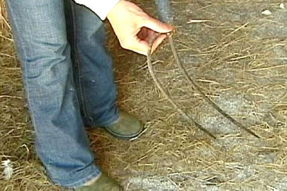 U Novigradu vilama napao susjeda, u Dajli pepeljarom gađao goste kafića