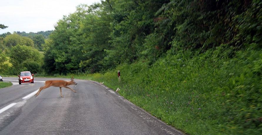 Uzrok slijetanja s ceste je srna koja je istrčala pred automobil