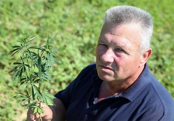 Poduzetnik Josip Vukina suvlasnik je tinjanske tvrtke Green Field i ima desetke hektara polja industrijske konoplje od Slavnoskog broda do Istre (foto: Večernji list)