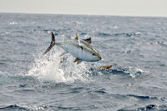 Poreč uskoro domaćin prvog međunarodnog big game natjecanja u Istri