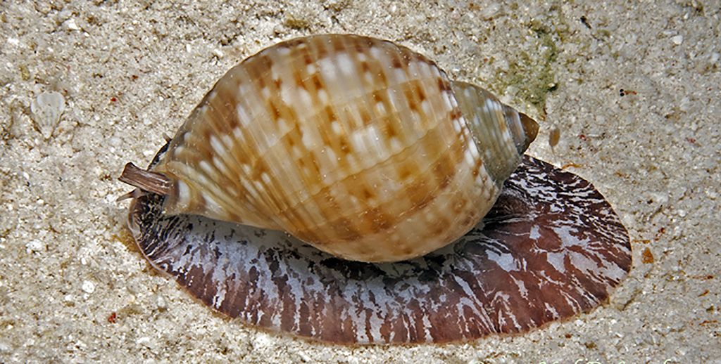 Puž bačvaš (Tonna galea)
