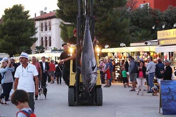  Poreč: Otvoreno prvo međunarodno natjecanje u lovu na veliku ribu u Istri