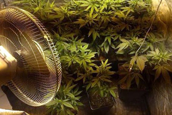 U Poreču pronađena indoor plantaža marihuane