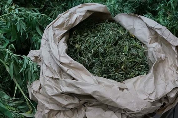 Zaplijena droge u Pazinu: Vilim Bon uzgojio 36 stabljika marihuane