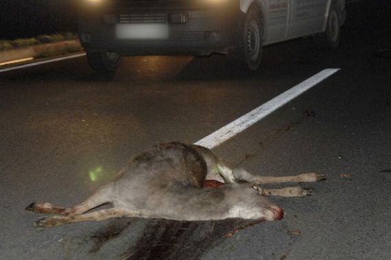 Pijan u neispravnom autu usmrtio srnu, pa je htio odnijeti kući
